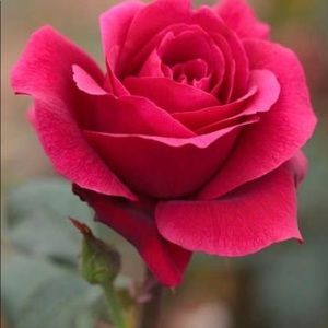 Meet your Posher, Lidia